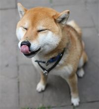 蓮沼偏執後記