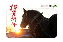 輓馬(ばんば)のフリー画像 輓馬(ばんば)のフリー画像