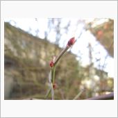 ブルーベリーの花芽