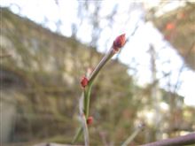 ブルーベリーの花芽