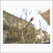 ブルーベリーの花芽