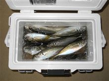 冬の夜のアジ釣りに行ってきました。