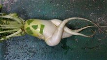 傑作「大根」？？？？