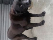 犬２