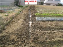 排水の見直し、グラジオラスの掘り起こし、クオカードの当選等