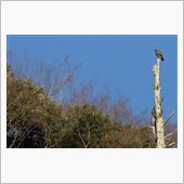 クマタカ（証拠写真