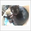 ネコはすでに日向ぼっこ