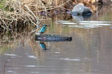 カワセミ撮り、再々挑戦!!