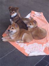 わんこ