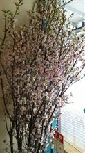 桜咲く。（*^_^*）