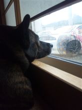 番犬・・・