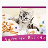 ネコの宿命？？？　＾＾；