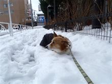 余裕をぶっこいていたら・・・。 余裕をぶっこいていたら・・・。