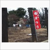 せたがや「梅まつり」