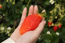 第4回　静岡イチゴ狩りオフ