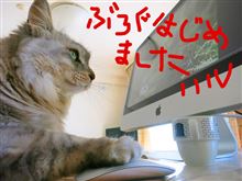 今日は猫の日だったらしいので