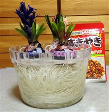 もうすぐ咲くかな？