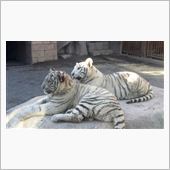 ジムカーナ走行会急遽決定！