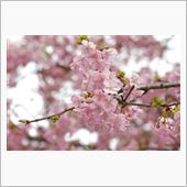 そうだ、静岡に行こう