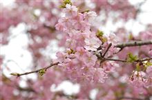 そうだ、静岡に行こう