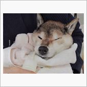 お食事ちゅう～