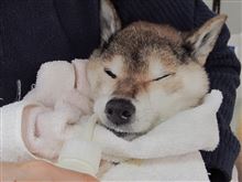 お食事ちゅう～