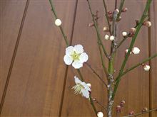 東風吹かば 匂いおこせよ梅の花 