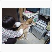 最近の春♪