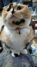 こちらもぼちぼち(#^.^#) こちらもぼちぼち(#^.^#)