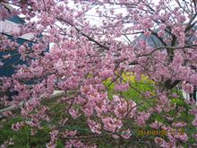 河津桜花見ツーリング(2回目) 河津桜花見ツーリング(2回目)