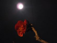 木瓜（ぼけ）の花