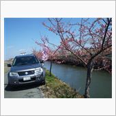 エスクードと河津桜