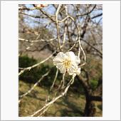 まだまだ蕾でした。