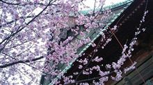 三連休日記《桜花と趣味の普遍性》　大黒から