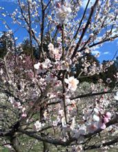 飛び石補修のメモ