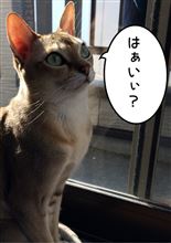 相棒で相棒を⁉︎ 相棒で相棒を⁉︎