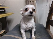 ディオのトリミング