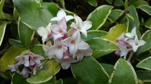 沈丁花の花言葉・・・・