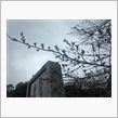 今朝の彦根城の桜です