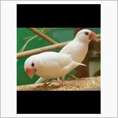 母さん、ハスキーボイスな文鳥 ...