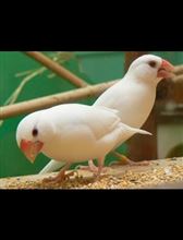 母さん、ハスキーボイスな文鳥の雛が孵りましたよ。