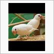 母さん、ハスキーボイスな文鳥の雛が孵りましたよ。