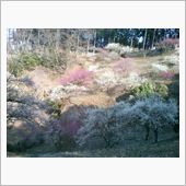 吉野梅郷に行って来ました。