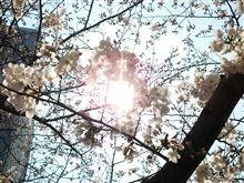 cherry cherry