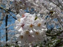 桜2014