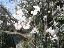 花見 花見