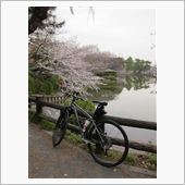 サクラを見にサイクリング