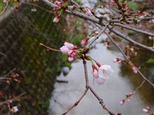 2014年　桜があっと言う間に咲き始めましたね♪