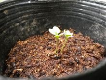 かいわれ　リベンジ！