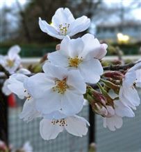 イイ季節になりましたね(^^;)